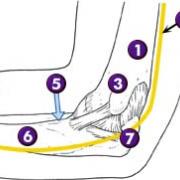 anatomie en ligging van de nervus ulnaris